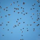 A flock of starlings fly together in a blue sky.
