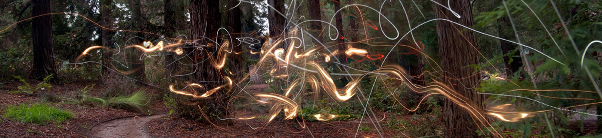 Photo: squiggles of light along path in the UC Davis arboretum's redwood grove