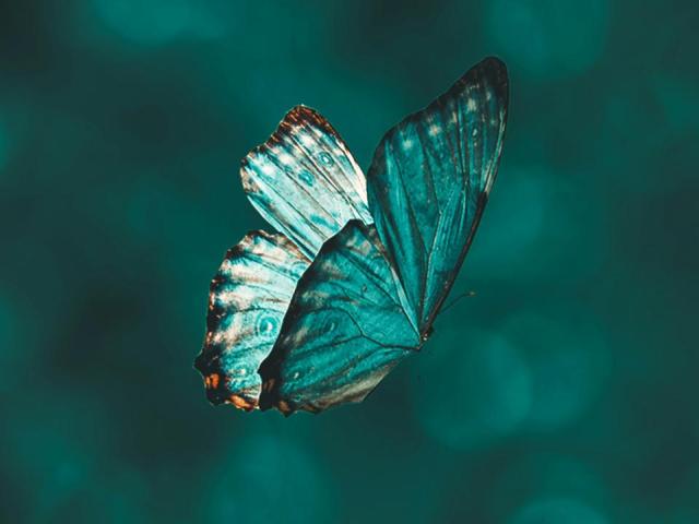 a teal butterfly flying against a dark green background