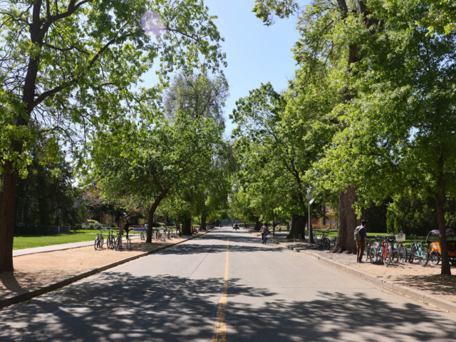 A picture of a tree-lined road near the quad at UC Davis.