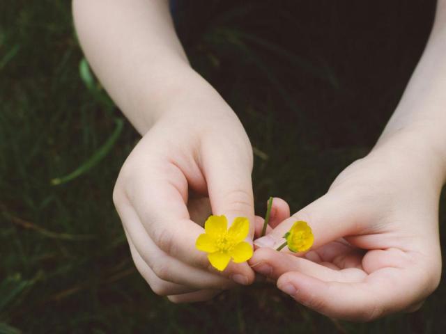 a child's hands holding a yellow flower